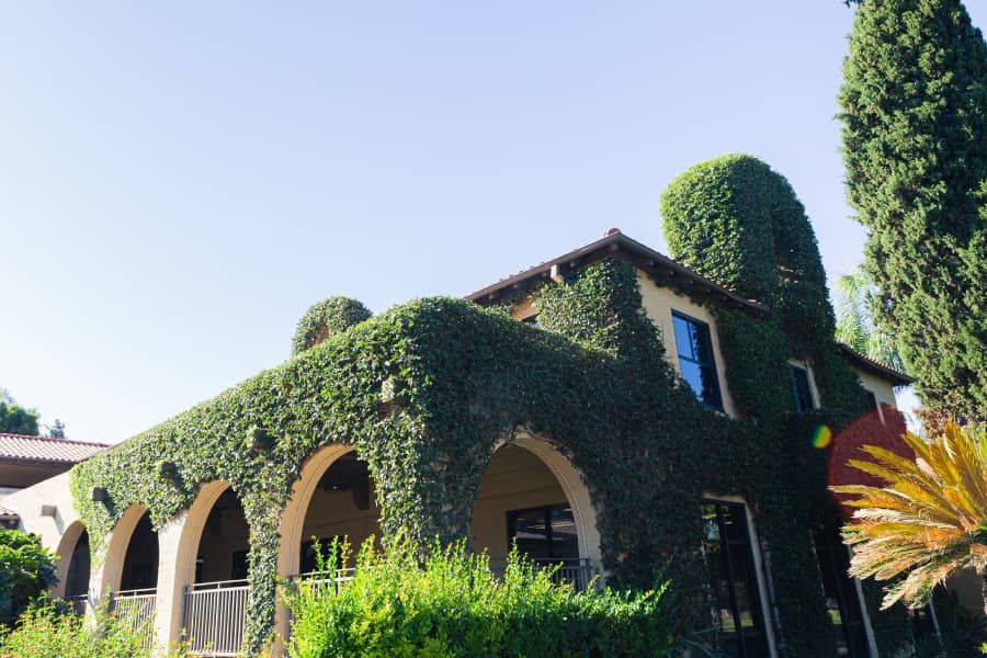 ivy covered building